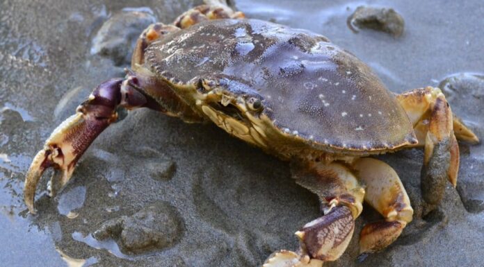 Dungeness Crab vs Snow Crab: qual è la differenza?
