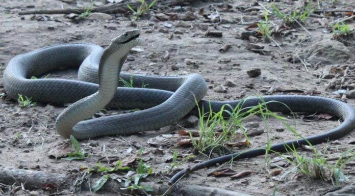 Black Mamba vs Rattlesnake: chi vincerebbe in un combattimento?
