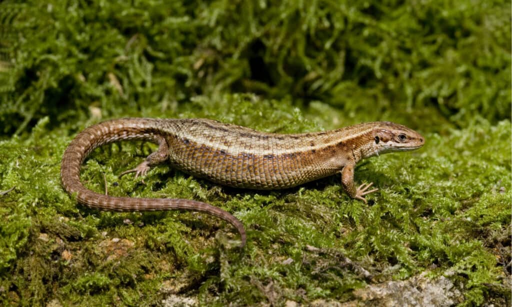 Lucertola comune 