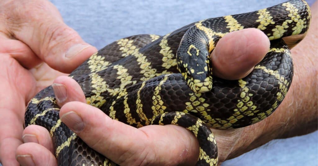 Cosa mangiano i serpenti reali - Pet Kingsnake
