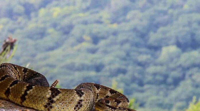 Timber Rattlesnake vs Eastern Diamondback: cosa distingue questi serpenti con le zanne?
