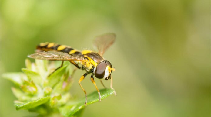 Hover Fly vs Sweat Bee: quali sono le differenze?
