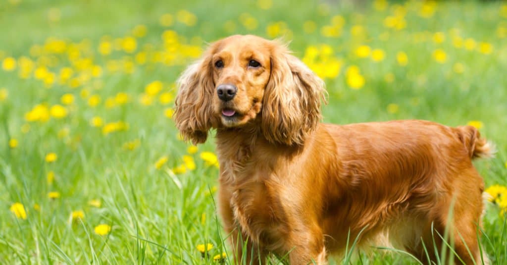 Field Spaniel in piedi in un campo di fiori