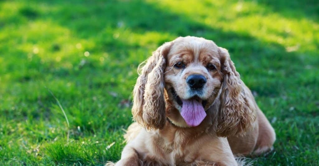 Cocker Spaniel americano su un'erba verde