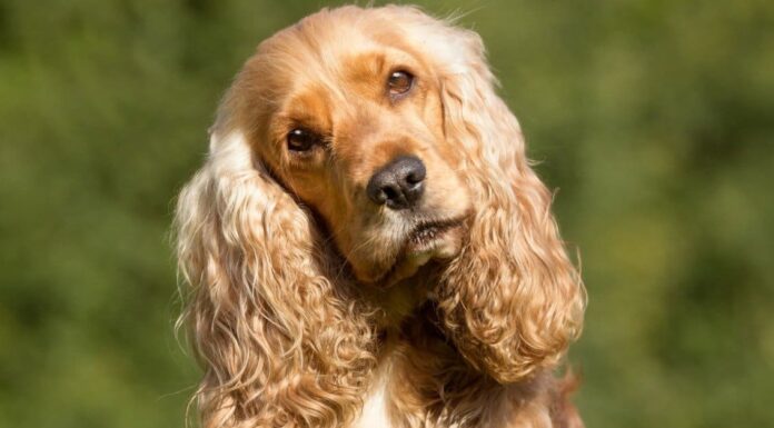 Durata della vita di Cocker Spaniel: quanto tempo vivono i Cocker Spaniel?
