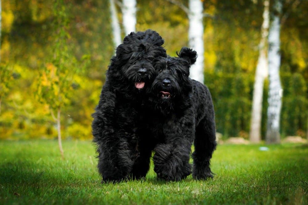 Due Black Russian Terrier