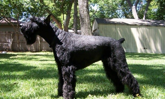 Black Russian Terrier vs Schnauzer gigante: quali sono le differenze?
