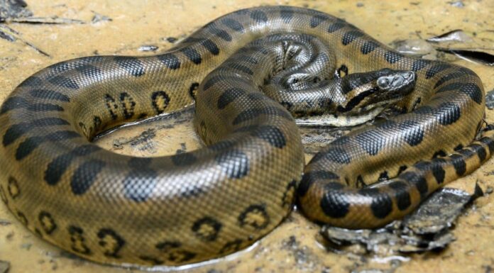 Scopri 10 incredibili fatti sull'anaconda (n. 5 copia una mantide religiosa!)
