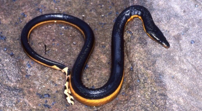 Serpente giapponese: quali serpenti vivono in Giappone?
