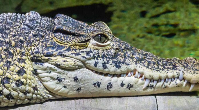 Occhi di coccodrillo: cosa li rende così unici?
