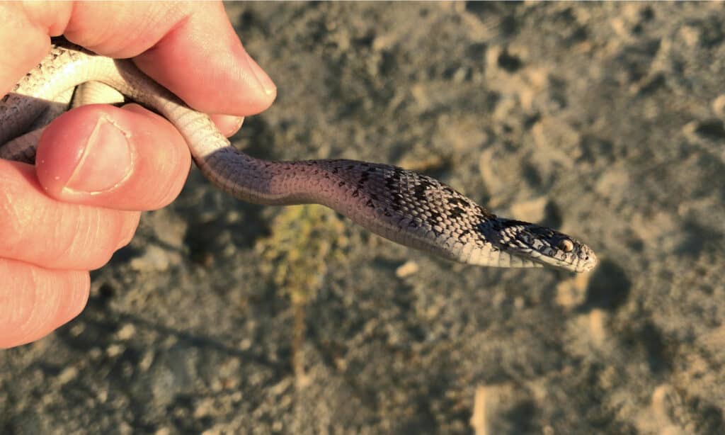 serpente mangiatore di uova