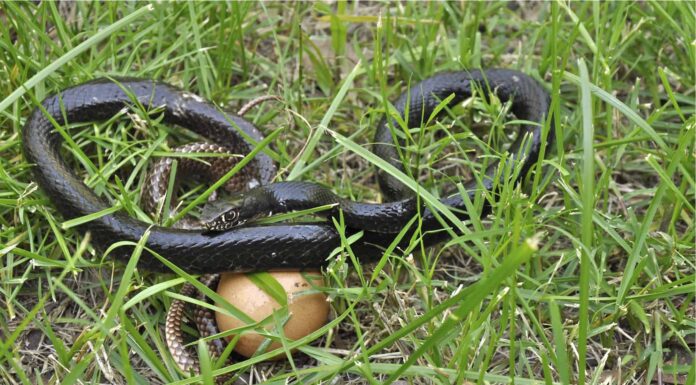 A The 7 Best Snake Guard Chaps You Can Buy Today