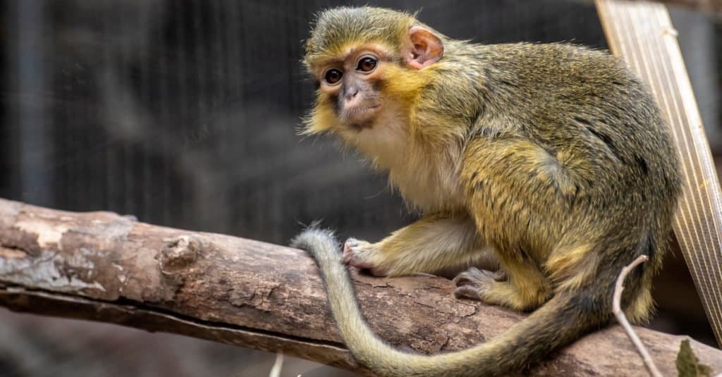 Le scimmie più piccole: la scimmia Talapoin