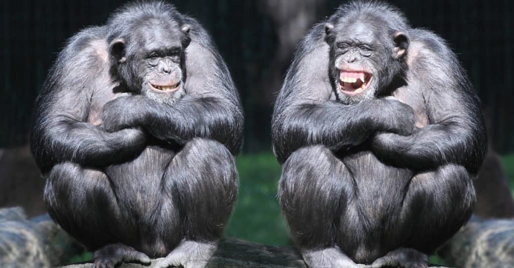 Gli animali più intelligenti: gli scimpanzé