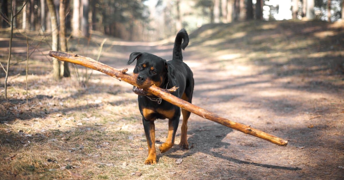Rottweiler che trasporta un grosso ramo d'albero in bocca