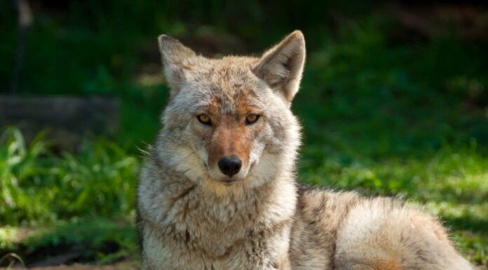 Predatori di coyote: cosa mangia i coyote? 
