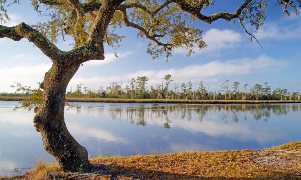 I fiumi più lunghi della Florida: il fiume Ochlockonee