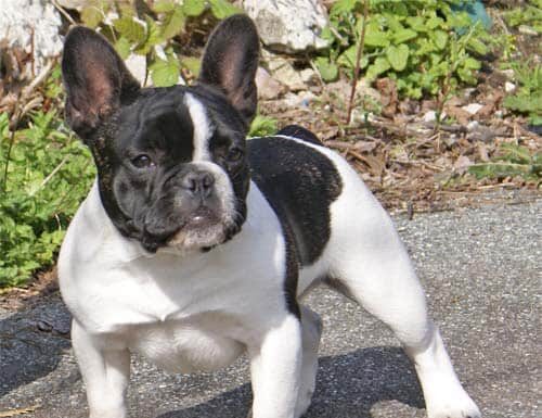 Boston Terrier vs Bulldog francese: quali sono le differenze?
