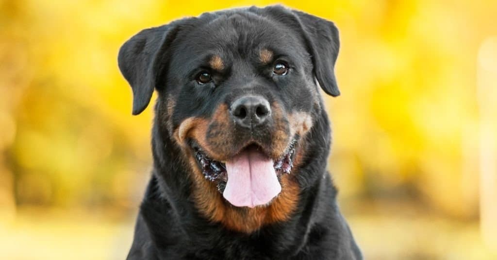 razze di cani più intelligenti - Rottweiler