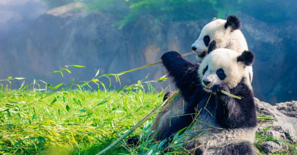 I panda sono pericolosi - Mamma panda e cucciolo di panda