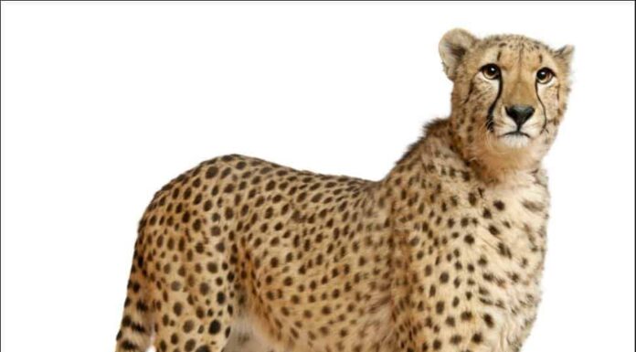 Usain Bolt vs Cheetah: chi vincerebbe?
