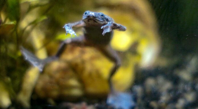  Cosa mangiano le rane nane africane?  Spiegazione della loro dieta.
