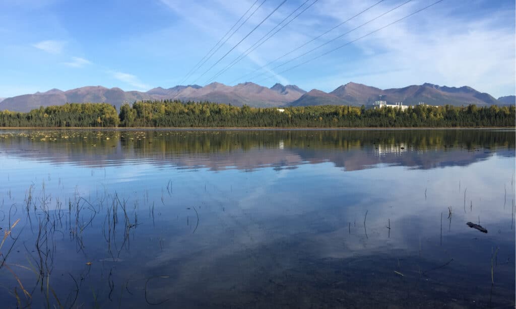 Lago d'oca in Alaska