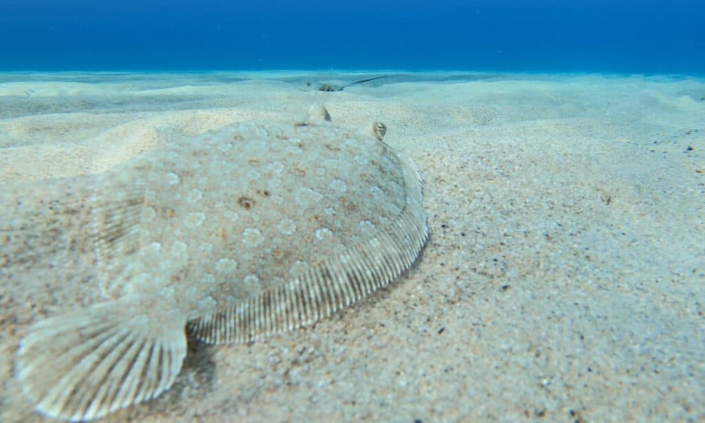 Sogliola - sogliola sul fondo dell'oceano 