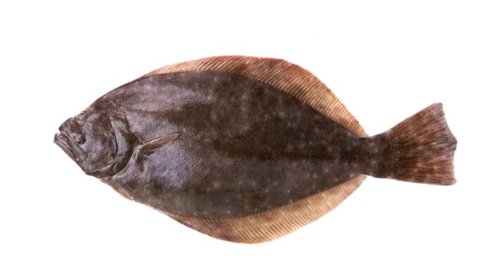 Flounder - Isolated on white