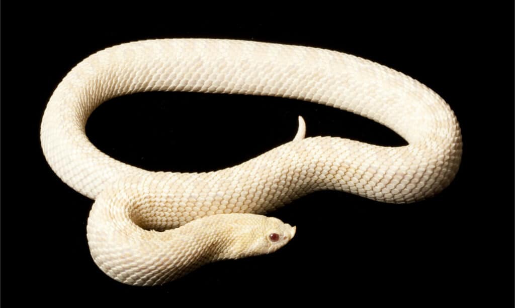 serpente hognose delle nevi