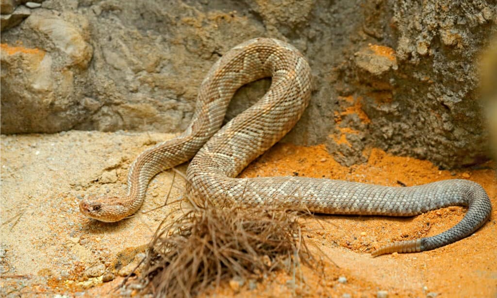 serpente a sonagli arubano