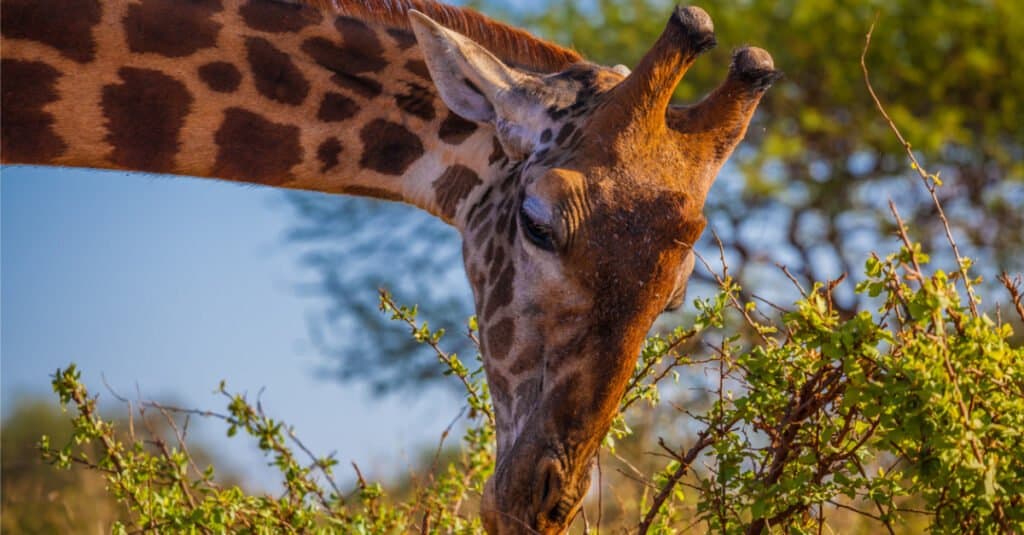 Giraffa Giraffa denti-africana