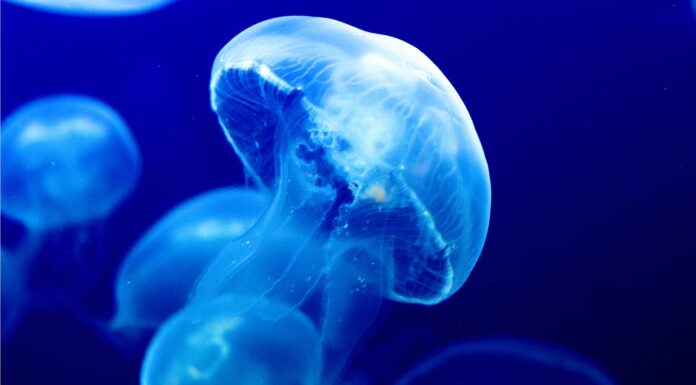 Predatori di meduse: cosa mangia le meduse?
