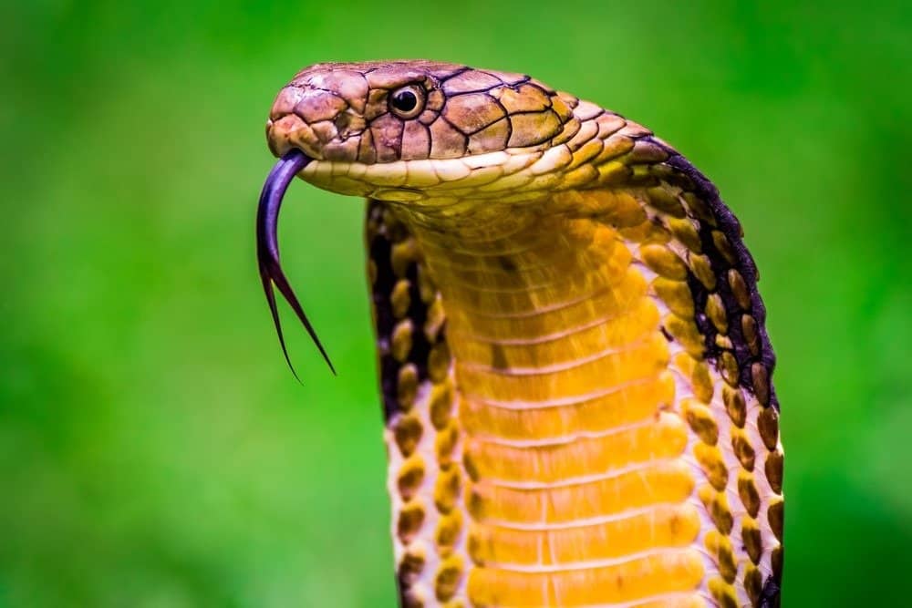 King Cobra (Ophiophagus hannah) Il serpente velenoso più lungo del mondo