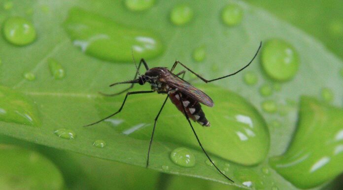 Predatori di zanzare: cosa mangia le zanzare?
