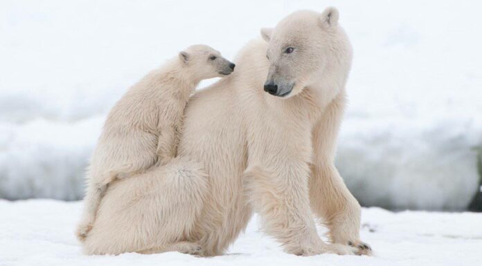 Durata della vita dell'orso polare: quanto tempo vivono gli orsi polari?
