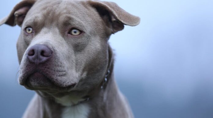 Staffordshire Bull Terrier vs Pitbull: quali sono le differenze?
