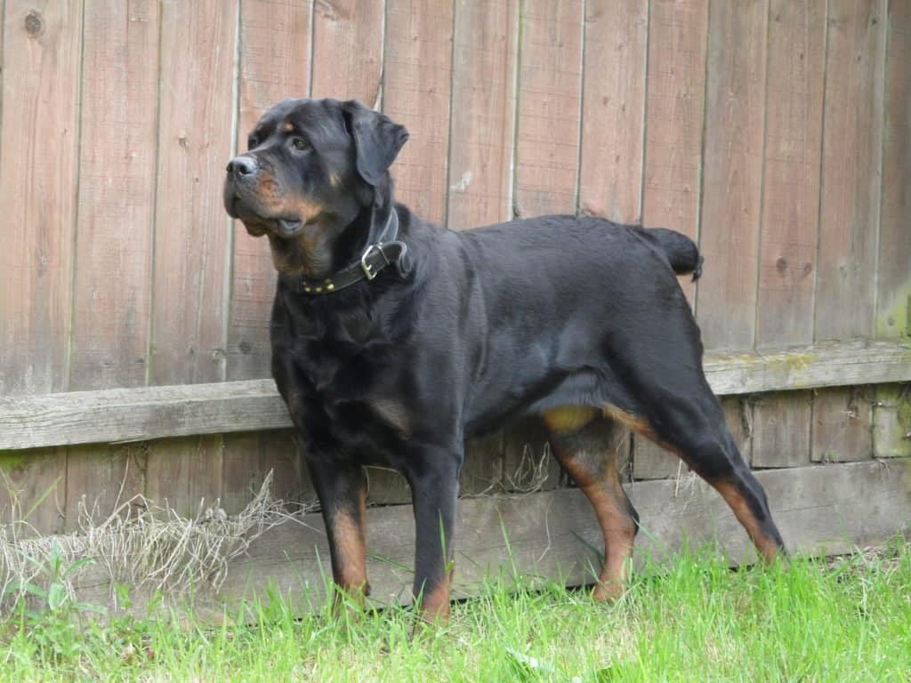 Rottweiler, in posa.