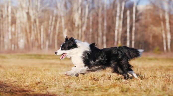 11 tipi super veloci di razze di cani da corsa
