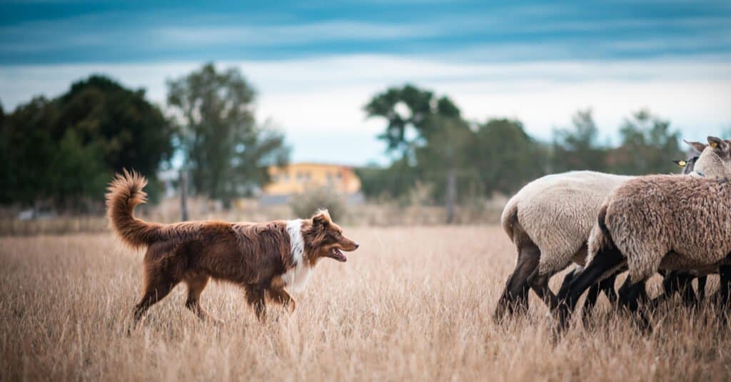 pastore americano contro pastore australiano