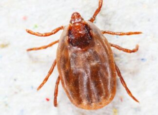 Close up femmina rhipicephalus sanguineus su carta riciclata.  Prendono il loro nome comune dal suo colore bruno-rossastro generale.