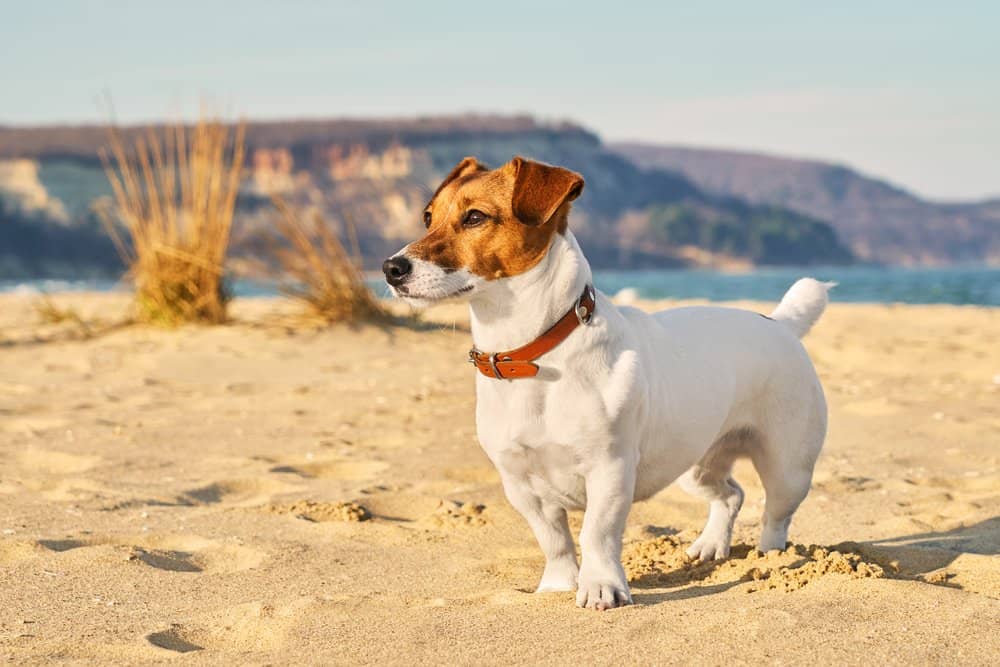 Jack Russel (Canis familiaris) - jack russell sulla spiaggia