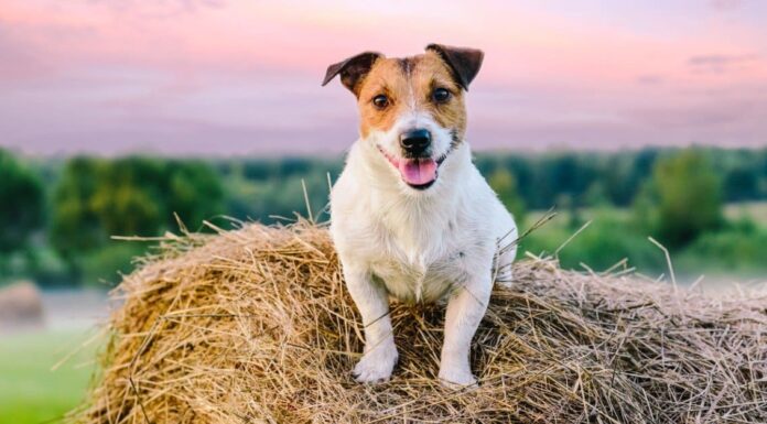 Durata della vita di Jack Russell: quanto tempo vivono i Jack Russell?
