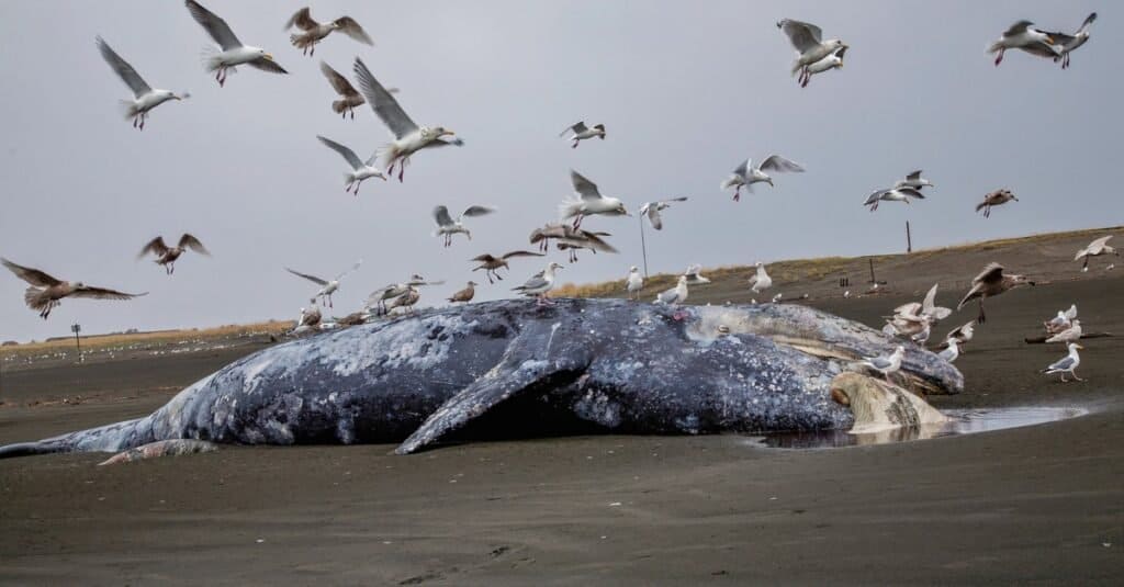 Come muoiono le balene: arenamento