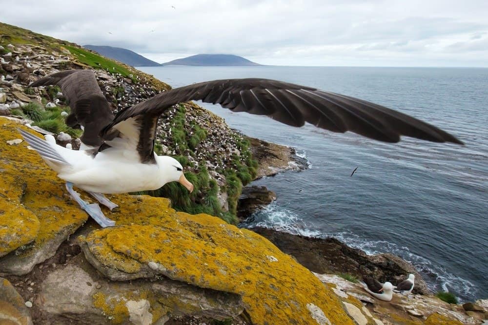 Primo piano di un albatro dai sopraccigli neri (Diomedea melanophris) con ali spiegate pronte al decollo, isole Falkland.