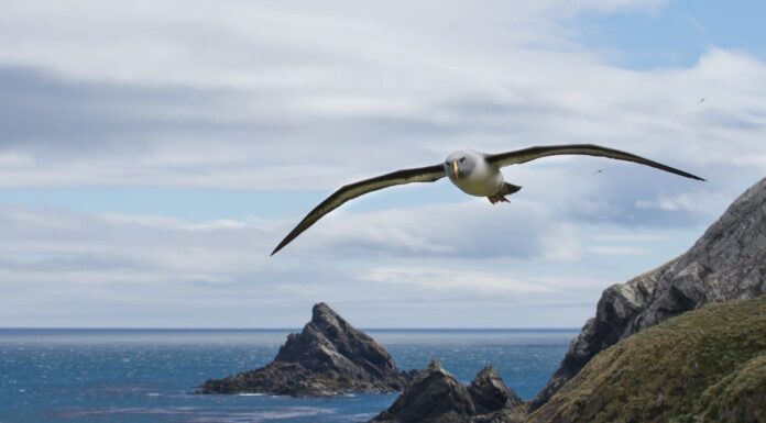 Albatross vs Seagull: quali sono le principali differenze?
