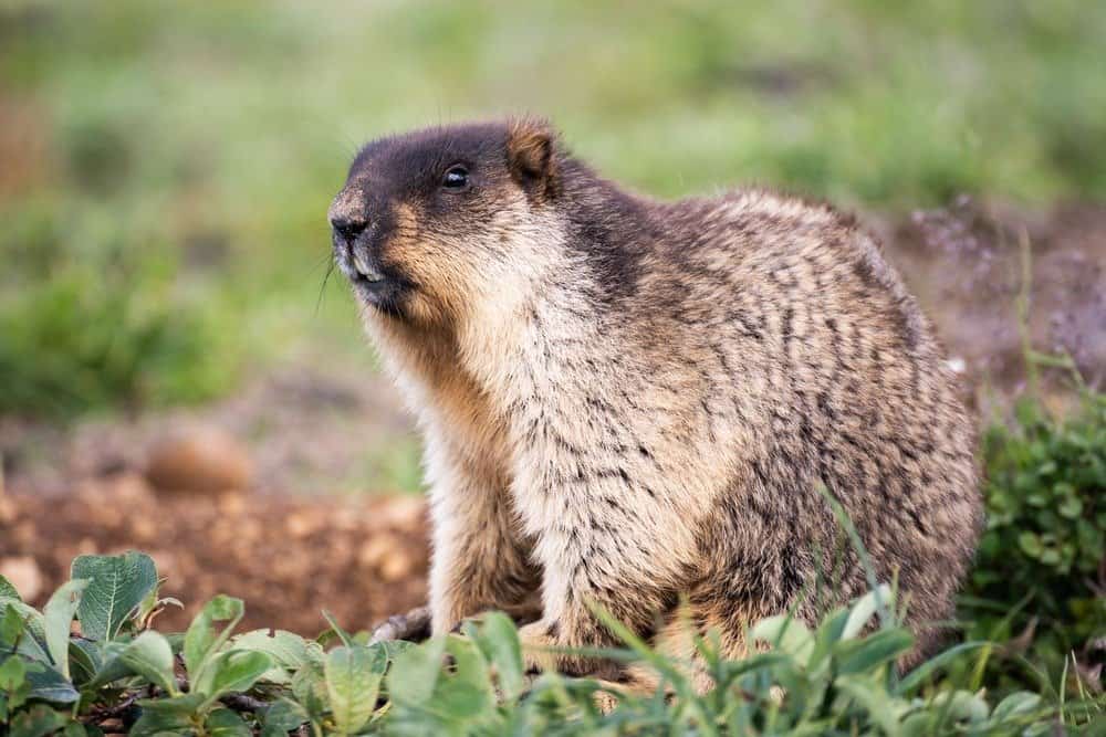 Marmotta dal cappuccio nero