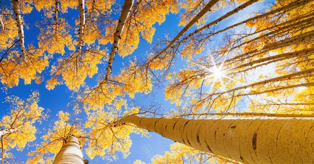 Aspen alberi in autunno