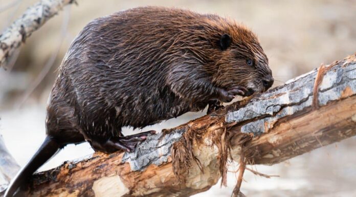 Marmot vs Beaver: spiegate le differenze chiave
