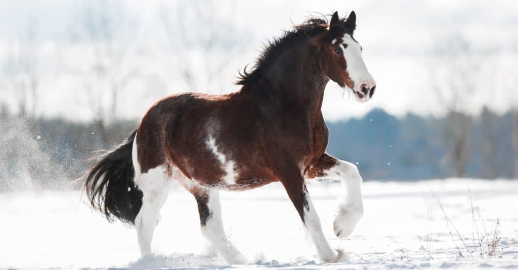I cavalli più grandi: Clydesdale